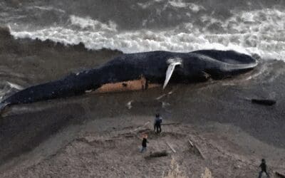 The Blue Whale on Bolinas Beach